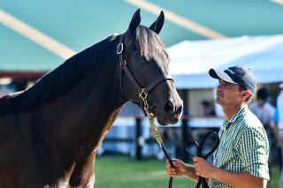 Waikato Stud's Lot 108 Savabeel - Chilled Out.